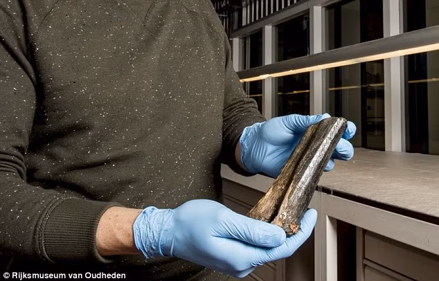 Theo các chuyên gia, nhà nghiên cứu, xương bò rừng bison có thể được dùng như một công cụ hay một vật được dùng trong các nghi lễ.