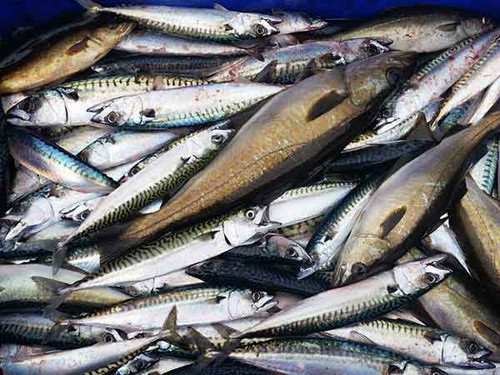 Vì lý do trên, cá thu là một trong những loại cá chứa thủy ngân nên dè chừng mỗi khi có ý định dùng chúng chế biến bữa ăn. Dù chứa lượng magie cao song cá thu lại tiềm ẩn nguy hiểm cho sức khỏe bởi chúng có thể nhiễm độc thủy ngân.