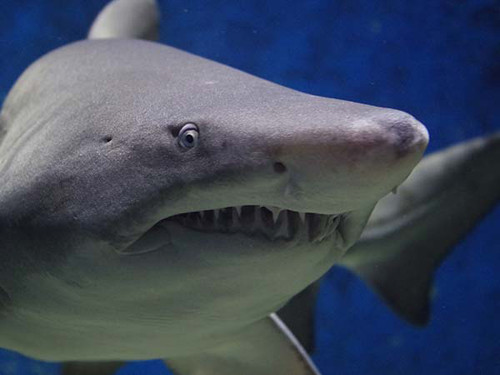 Cá mập không chỉ chứa nhiều thủy ngân so với các loại cá khác mà còn tiềm ẩn nhiều độc tố nguy hiểm. Chính vì vậy, bạn không nên ăn lượng lớn để bảo vệ sức khỏe của mình.