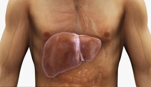 Gan đóng vai trò quan trọng đối với cơ thể, đặc biệt là chức năng chuyển hóa mỡ. Khi bị gan nhiễm mỡ, bạn nên tìm cách giảm số lượng mỡ đi qua gan, làm giảm lượng mỡ tích tụ thêm ở gan.