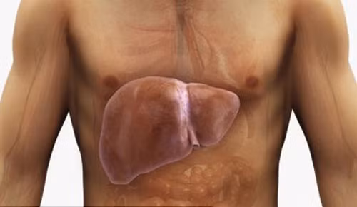 Gan đóng vai trò quan trọng đối với cơ thể, đặc biệt là chức năng chuyển hóa mỡ. Khi bị gan nhiễm mỡ, bạn nên tìm cách giảm số lượng mỡ đi qua gan, làm giảm lượng mỡ tích tụ thêm ở gan.