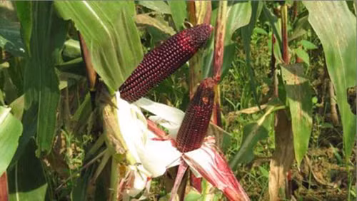 Giàu vitamin, khoáng chất. Ngô tím được nhiều người Mỹ lựa chọn cho bữa ăn hàng ngày nhằm cải thiện thói quen ăn uống nghèo vitamin và khoáng chất. Ngô tím được xem là nguồn cung cấp kẽm, đồng, mangan, magie, kali, vitamin B5, B9 và niacin dồi dào.