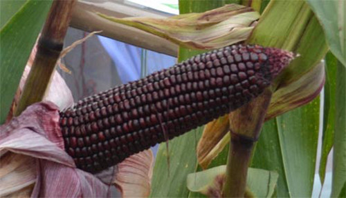 Chống béo phì. Chuyên gia sức khỏe tin rằng, chế độ ăn uống với nhiều ngô tím góp phần cải thiện thực trạng 2/3 dân số Mỹ thừa cân hoặc mắc chứng béo phì. Thí nghiệm được tiến hành cũng chỉ ra những chú chuột được bổ sung ngô tím ít phải đối diện với chứng béo phì.