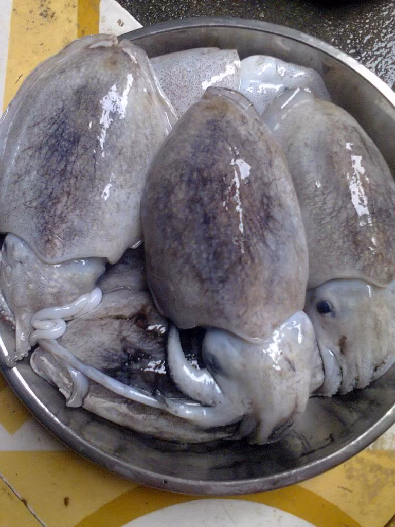 Chọn mực tươi dùng để xào, nhồi thịt (mực nang) bạn nên chọn con to, dày mình, trắng đục như cùi dừa, thịt chắc không bị nát, lớp màng màu nâu bao quanh đều bên ngoài.