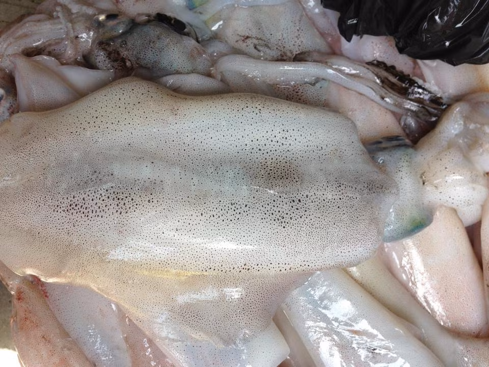 Ngoài ra bạn cần chú ý phần túi mực không bị vỡ, đầu mực phải dính chặt với thân. Khi chọn mực nang cũng nên chú ý đến râu mực, sờ vào thấy cứng sẽ là mực tươi.