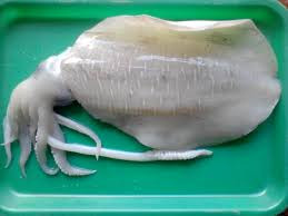 Mực nang ngon phải thân to và dẹp gần như hình bầu dục.