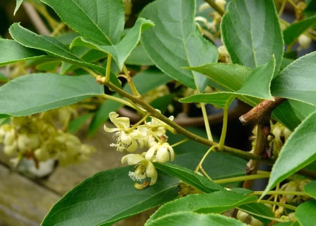 Kiwi tí hon được trồng chủ yếu bằng hạt, khi đã trưởng thành chúng thường lớn rất nhanh.