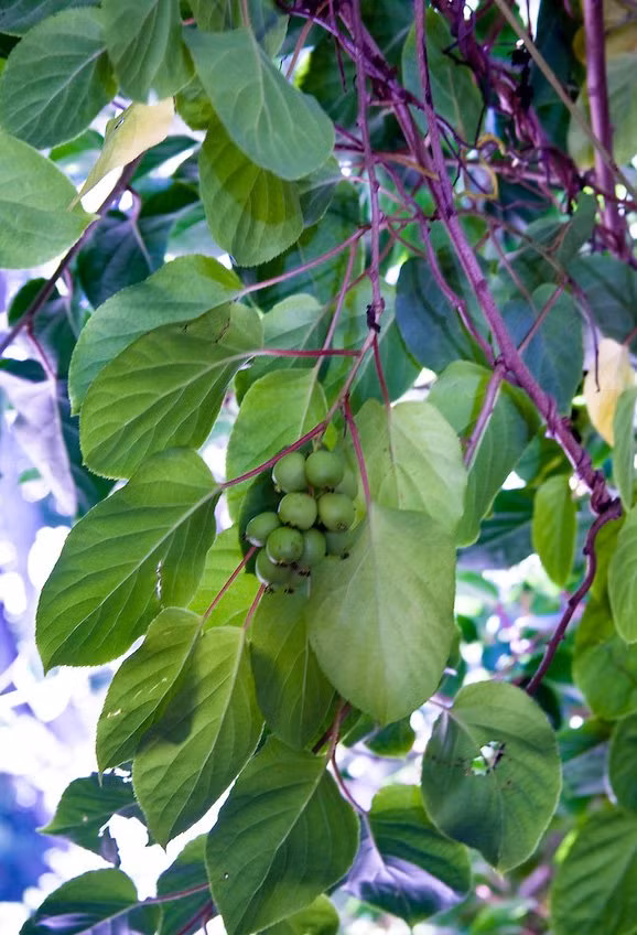 Nên trồng kiwi tí hon vào mùa lạnh.