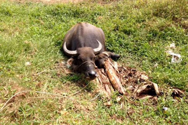 Hy huu: Hang chuc con trau bi doi tuong la chem dut gan