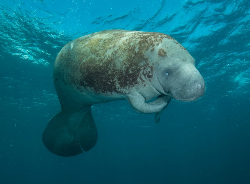 Hiện nay lợn biển cũng đang có nguy cơ bị tuyệt chủng.
