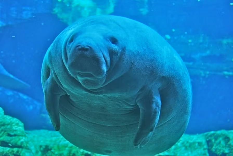  Lợn biển có 3 loài: Lợn biển Amazon, lợn biển Mỹ (lợn biển Tây Ấn Độ) và lợn biển Châu Phi. Tên của chúng được đặt theo khu vực sinh sống.