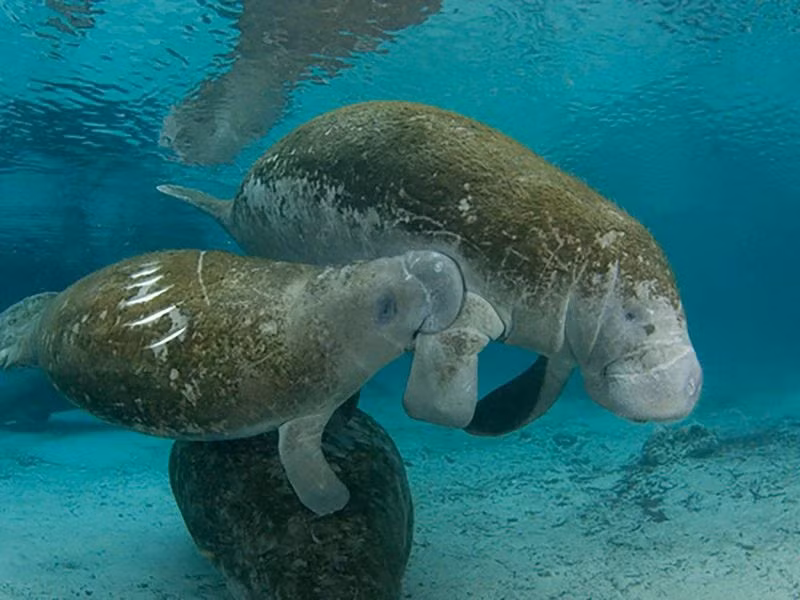 Lợn biển là động vật có vú, giống như hải mã và hải cẩu, dù chúng gần giống nhau về hình dạng nhưng sự thật thì chúng không có quan hệ họ hàng với nhau. Trên thực tế, họ hàng gần nhất của lợn biển là... voi.