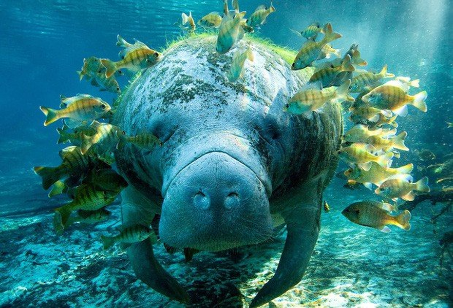 Lợn biển có bộ não rất nhỏ so với kích thước cơ thể của chúng nhưng điều đó không có nghĩa là chúng không thông minh. Chúng có thể phân biệt màu sắc và cực kỳ nhạy cảm khi chạm vào