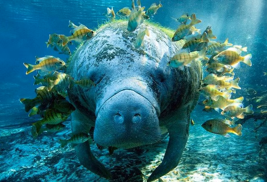 Lợn biển có bộ não rất nhỏ so với kích thước cơ thể của chúng nhưng điều đó không có nghĩa là chúng không thông minh. Chúng có thể phân biệt màu sắc và cực kỳ nhạy cảm khi chạm vào