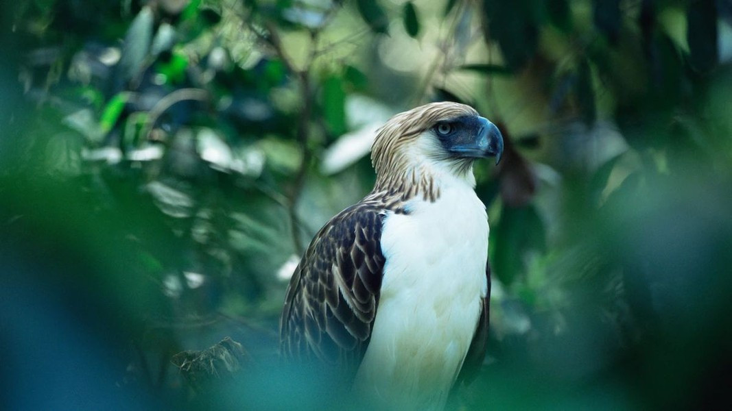 Để đạt được tuổi thọ lên đến 70 năm, đại bàng phải trải qua một khoảng thời gian khắc nghiệt và đau đớn.