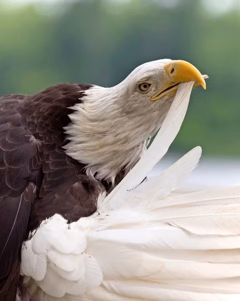 Khi móng vuốt mới đủ chắc khỏe, đại bàng lại tự nhổ đi từng sợi lông cho đến khi nhẵn nhụi và chờ lông mới hình thành.