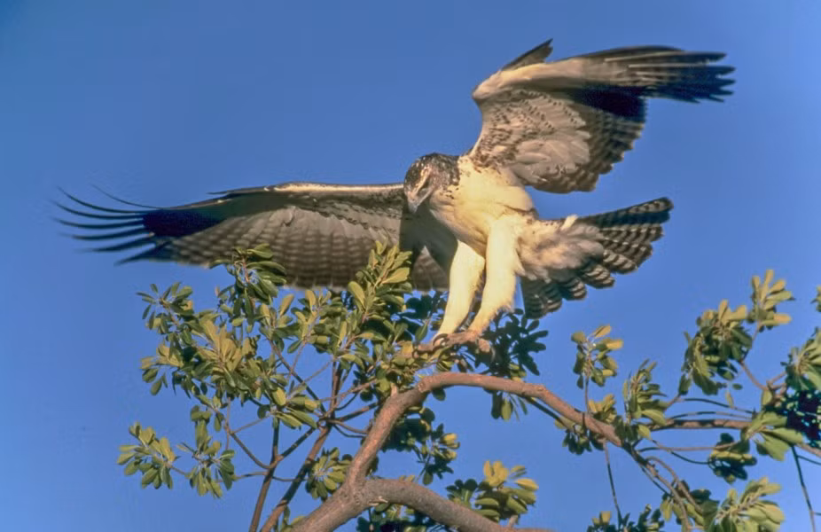 Một số loài đại bàng có khả năng bay cao trong một thời gian dài mà không cần đến một cái vỗ cánh.