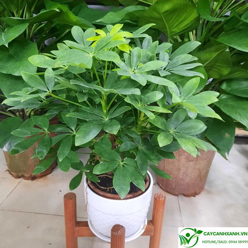 Trồng cây trước nhà: 6 loại mang xui xẻo, 3 loại mang bình an - Hình 4 Trong cay truoc nha: 6 loai mang xui xeo, 3 loai mang binh an-Hinh-4