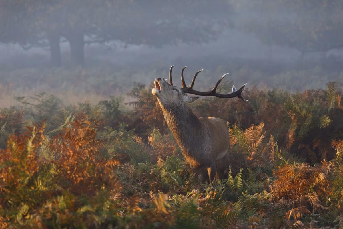 Bức ảnh động vật tuyệt mỹ giành giải khuyến khích hạng mục “Tự nhiên”, chụp con nai đực trong công viên Richmond, London, Anh