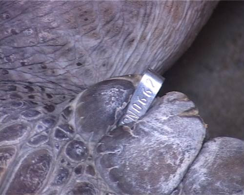 chim rua gan dinh vi ky tu la lac vao viet nam 7