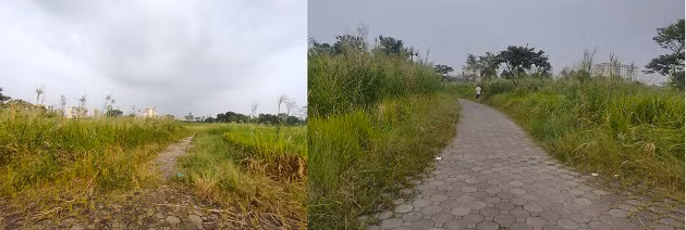 Cỏ hoang mọc um tùm che hết lối đi trong công viên, nhiều chỗ cỏ mọc cao quá đầu người. 