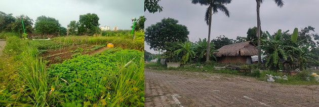 Một số khu vực trong công viên bị người dân chiếm dụng để làm vườn trồng rau, hay dựng cả nhà tạm, trồng chuối...