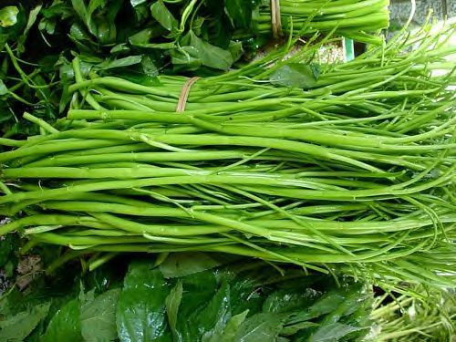 Những loại rau trông rất non có lá bóng và mướt thường chứa nhiều nguy cơ được phun thuốc trừ sâu, chất kích thích và nhiễm chì. 