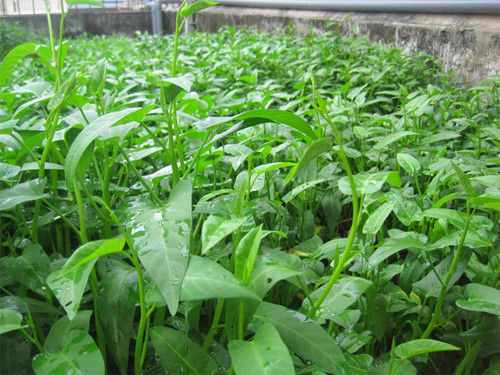 Sau khi luộc, rau có vị giòn ngọt tự nhiên. Nước luộc rau muống sạch thường có vị thanh mát và có màu xanh nhạt.