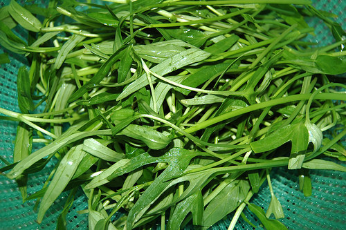 Những loại rau muống được tiêm chất kích phọt trông thường xanh tươi non mơn mởn nhưng chỉ cần để từ sáng đến tối là đã bị úa vàng, thậm chí thối nát, không thể ăn được nữa. 