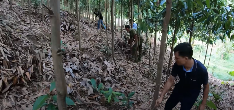 Giữa cái nắng tháng 6 như thiêu đốt, họ lại miệt mài lật từng đống cỏ gianh đã phát tại khoảng nương này. Lớp cỏ trên bề mặt đã úa héo dưới ánh nắng chói chang, nhưng bên dưới vẫn còn xanh. Chính tình tiết “cỏ trên bề mặt đã úa héo dưới ánh nắng chói chang, nhưng bên dưới vẫn còn xanh” này đã giúp các trinh sát phát hiện ra sự tương đồng về độ héo của cỏ ở nương nhà bà Đôn tương đồng với nương nhà nạn nhân Đặng Thị Tâm.