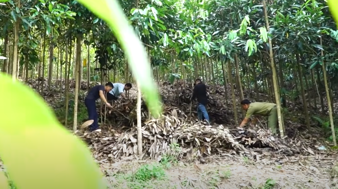 Vài ngày sau, gió từ đỉnh núi mang mùi hôi thối lan tỏa thoang thoảng khắp vùng thung lũng. Đoán có sự chẳng lành, dân bản rủ nhau lên núi Lở lần nữa xem sao. Càng lên cao, mùi tanh thối càng đậm đặc. Đoán có con thú rừng gì đó chết rữa trong lùm cây hoặc đám cỏ, dân bản bới tung từng bụi một. Cuối cùng khi đến một cây ngoã rất to thì phát hiện xác Tâm bị vùi sâu dưới lớp cỏ úa.