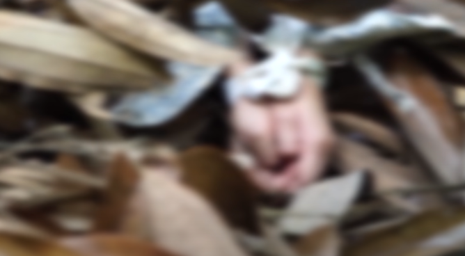 Người dân bản đầu tiên tìm thấy Tâm đã quá sợ hãi và kinh ngạc đến mức đứng đờ người ra một lúc mới bừng tỉnh hú gọi mọi người. Ùa đến xem, dân bản chứng kiến xác Tâm hai tay bị trói chặt vào cổ. Thi thể đang trong thời kỳ phân hủy, thối rữa, bốc mùi tanh thối. Người nhà Tâm phát hiện đôi hoa tai bằng vàng Tâm thường đeo đã biến mất.