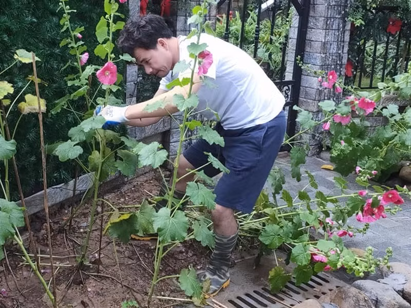 Nam danh hài chăm sóc cây cối tại biệt thự nhà vườn của riêng mình.