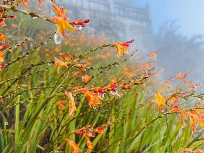 Và trước đây, tại đỉnh Fansipan vốn chỉ chỉ có trúc lùn, đỗ quyên bám trụ được trong điều kiện thời tiết khắc nghiệt, nay đã rợp sắc hoa suốt 4 mùa. Từ tuyến tàu hỏa leo núi đến cáp treo lên đỉnh Fansipan, nào là hoa đào, đuôi công, rum trắng, túy điệp… đón bước chân du khách Trong những ngày đông lạnh giá nhất, hàng hecta dơn lúa màu đỏ cam vẫn đang nở rộ nơi đỉnh thiêng, tựa những đốm lửa hồng sưởi ấm trái tim du khách.