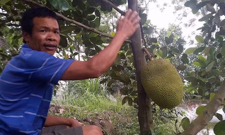 Tan muc vuon mit Thai tien ty toan qua khong lo