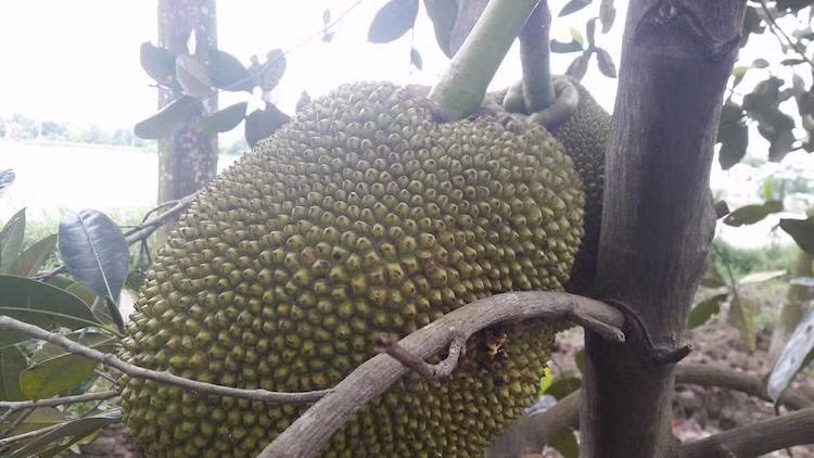 Tan muc vuon mit Thai tien ty toan qua khong lo-Hinh-4