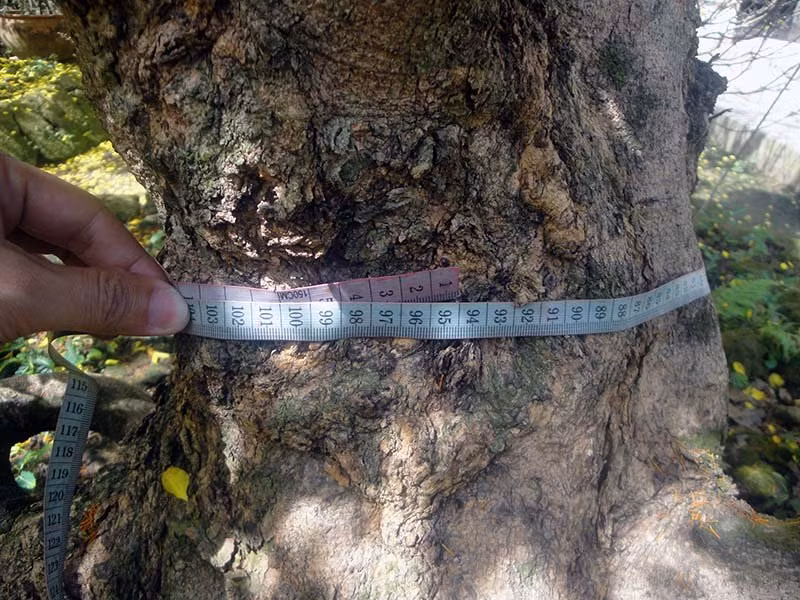 Cây mai vàng ở làng mai Phước Định mọc hoa từ gốc lên ngọn. Cả cây đầy hoa, nhìn vào thấy sự sung túc của gia chủ. Những cây mai có bề hoành gần cả mét.