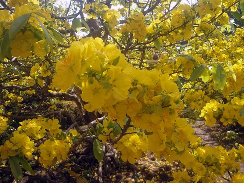 Khó cưỡng lại vẻ đẹp của hoa mai khi đến miền Tây tham quan dịp đầu Xuân.