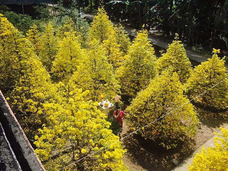 Tết còn gì hấp dẫn hơn khi trong nhà có cây hoa mai vàng đua nhau khoe sắc vừa để trang trí, vừa có ý nghĩa mang đến tài lộc đầu xuân. Người dân tin rằng những nụ mai trổ hoa vào đúng thời khắc giao thừa hay ngày mùng 1 Tết sẽ mang đến sự may mắn cho gia chủ.