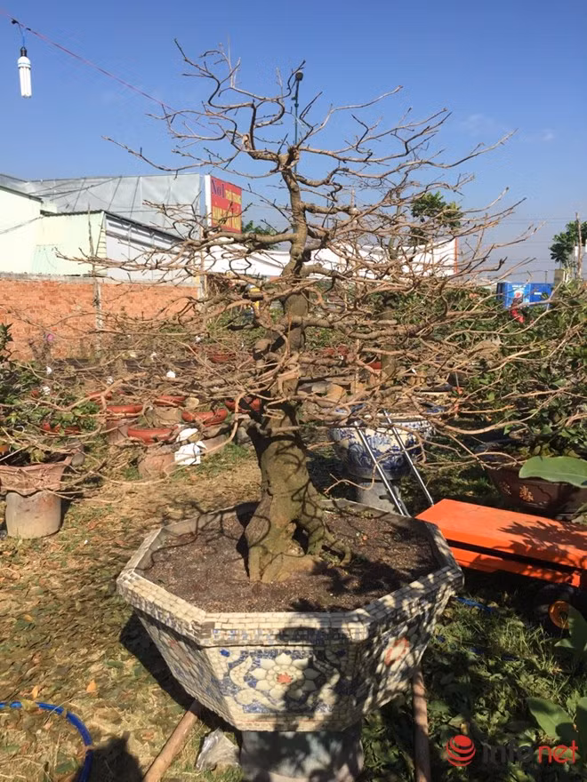 Khách hàng đăng ký thuê mai cũng đa dạng, có người thuê từ ngày 26 - 29 tháng Chạp rồi trả để đi du lịch, đi nước ngoài. Có người tới mùng 10 tháng Giêng mới thuê để chưng ở tiệm, cửa hàng ngày mở hàng năm mới. Chính vì vậy, theo ông Thiện phải cẩn thận trong việc canh đúng thời điểm tuốt lá để mai nở hoa kịp ngày khách cần.