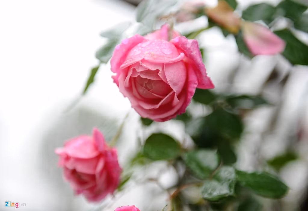 Trong đó, hồng cổ Sa Pa là giống được yêu thích nhất vì sai bông, hoa nhiều lớp, dễ chăm sóc, sức sống bền bỉ và có thể phát triển thành cây cổ thụ.