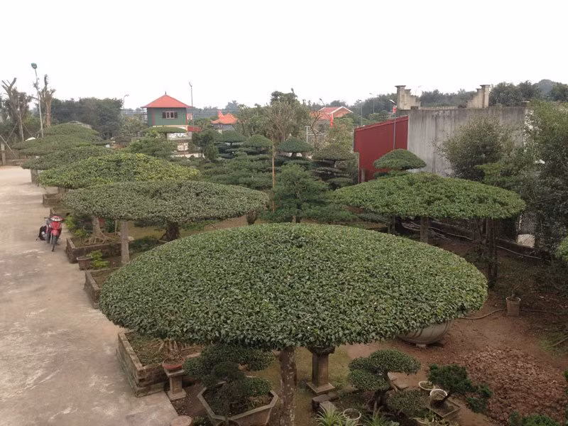 Chủ nhân cho biết, cây kén khách và kén không gian trưng bày, và giá trị của một cặp lọng này cũng là một con số mà không phải ai cũng dám "xuống tay".