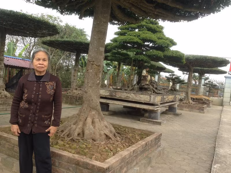 “Những cây thế kiểu này kén người chơi, bởi chỉ những gia đình có khuôn viên, nhà vườn rộng, hoặc nhà thờ dòng họ mua về để đặt hai bên...” – anh Đức cho hay.