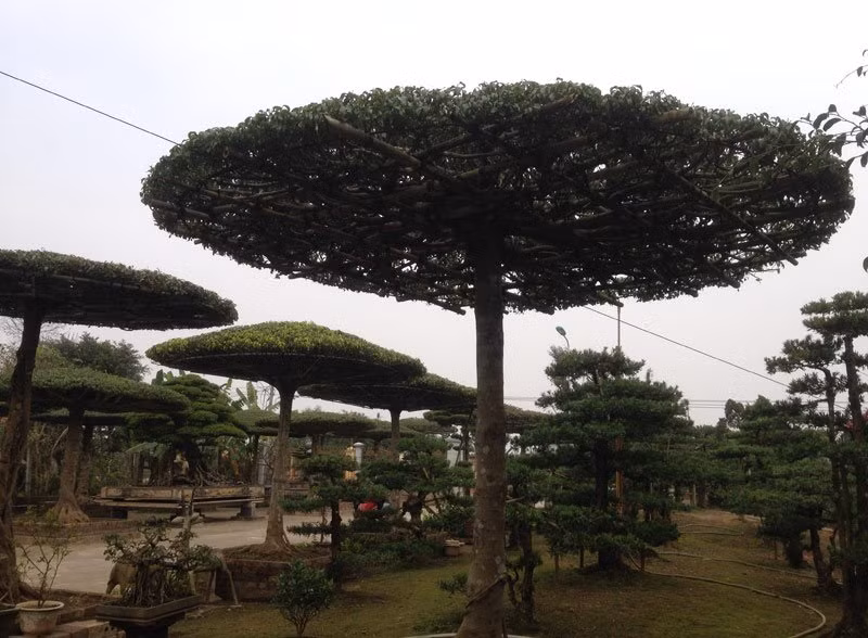 Trong giới làm cây, kiểu cách này không đòi hỏi nhiều về kỹ thuật, tuy nhiên lại đòi hỏi thời gian uốn tỉa. Ban đầu, một cây cảnh bị mất thế, phát triển không trong vòng kiểm soát của người làm cây cảnh đã sổ thế như cây rừng, dân làm cây tạo khung, cắt tỉa thành mâm xôi, và đưa lên thành lọng.