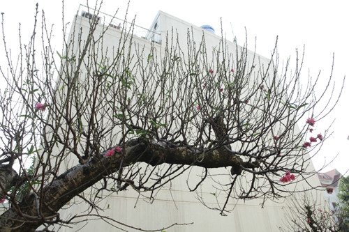 Thân cây được ghép nhiều cành đào Nhật Tân. “Ghép sao cho đào ra hoa đùng dịp Tết Âm lịch là khó nhất”, anh Hoan nói.