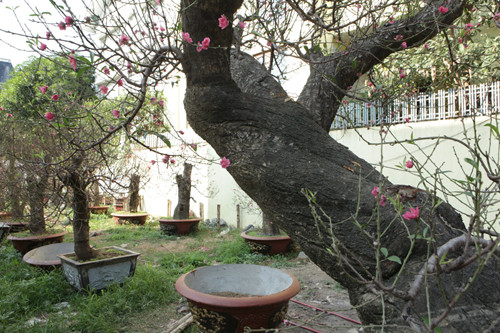 Gốc cây nhìn như rồng đang vặn mình, thân xù xì, vẩy mốc.