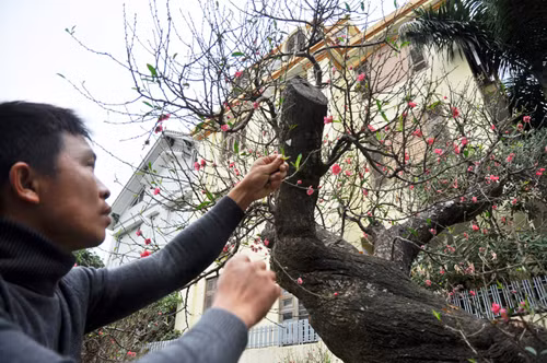 Người sở hữu hai cây đào quý này là anh Hoàng Hoan (ở Nhật Tân, Hà Nội). Anh Hoan cho biết, quá trình đưa hai đưa hai cây đào từ trong rừng sâu về Hà Nội khá kì công. Để đánh được 2 gốc đào này về Hà Nội, anh đã phải thuê 15 thợ băng rừng, vượt núi trong nhiều ngày và phải bảo quản rễ, thân đào không bị dập nát.