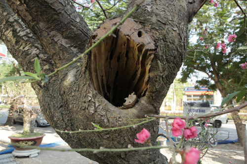 Theo chủ nhân của cây đào cổ thụ này, năm nay thời tiết thuận lợi nên hoa đào sẽ nở đều, to và đẹp hơn mọi năm.