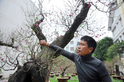 Hai cây đào tạo thế “long quấn thủy” được anh Hoan định giá cho thuê trên 80 triệu đồng mỗi cây. Nếu người chơi muốn mua đứt, số tiền phải bỏ ra sẽ lên tới 120 triệu đồng.