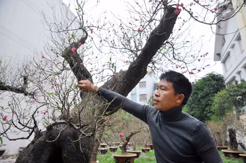 Hai cây đào tạo thế “long quấn thủy” được anh Hoan định giá cho thuê trên 80 triệu đồng mỗi cây. Nếu người chơi muốn mua đứt, số tiền phải bỏ ra sẽ lên tới 120 triệu đồng.